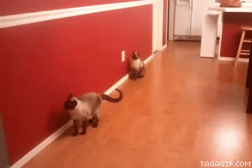 我家猫抬腿一个侧空翻,门板掉了下来