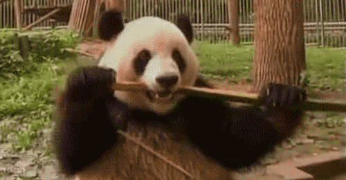 好消息大熊猫从濒危降为易危