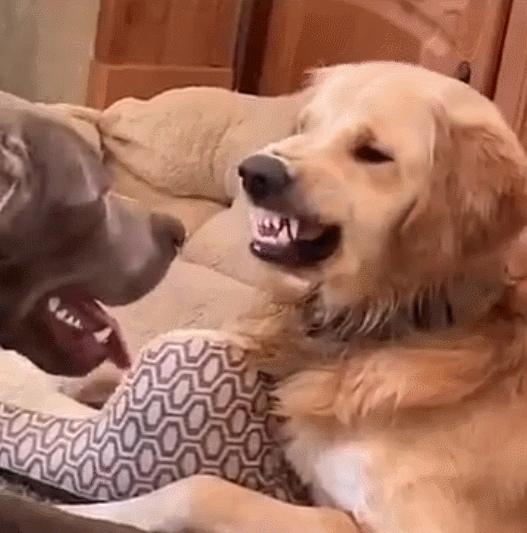 狗子变脸能有多快看完笑屎了哈哈哈哈