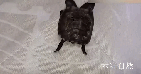 日本发现一只双头龟,长有两个头部,疑似基因突变造成的