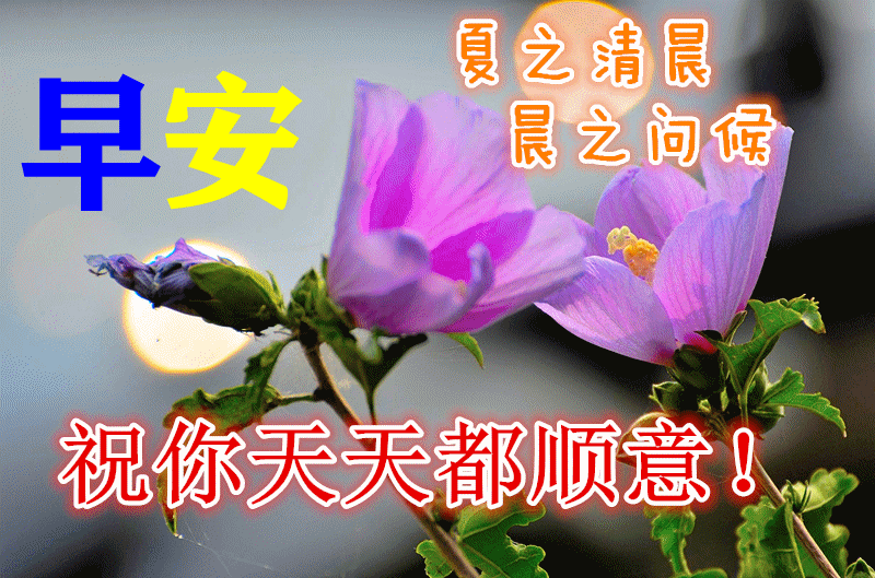 8月2日最新早上好动态表情图片大全,早晨好动图美图大全