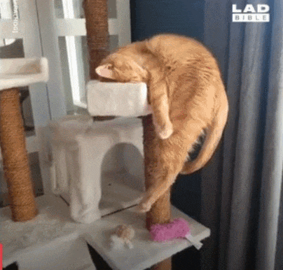 原来猫咪也会做梦,还这么搞笑哈哈哈