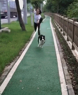 08不仅人会遛狗猴子也出来遛狗了聪明的猴子遇上憨厚的法斗奇怪的cp又