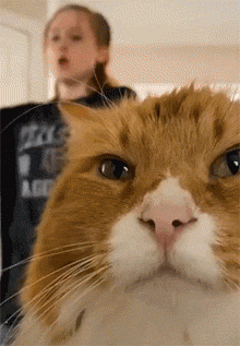 它们的世界呵本汪喵早已经看透这人世间了