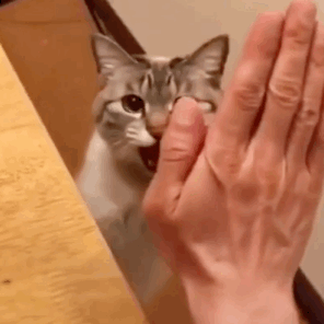 奇奇怪怪的表情包让我来评评理