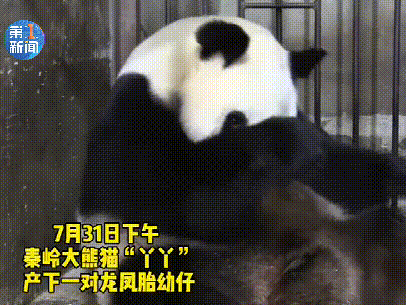 新团子来报到!秦岭大熊猫丫丫产下一对龙凤胎