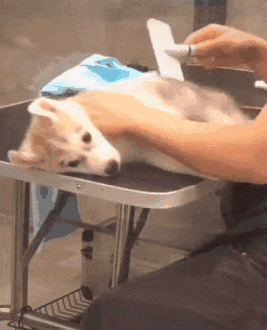 抖音除开哈士奇,勇哥更有名的是他家的柴犬,就是网络上常用的狗头表情