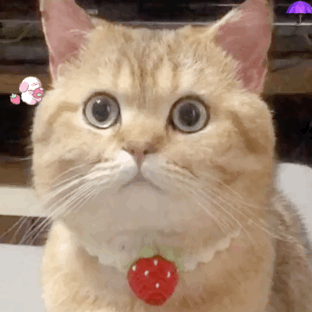 可以用很久的可爱表情包