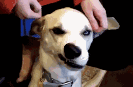 在动鼻子的时候,保持嘴唇不动下面这个动作没有人可以做到是不是感觉