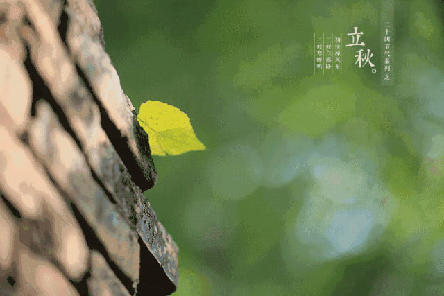 立秋|盼一丝凉意,自在爱青岛