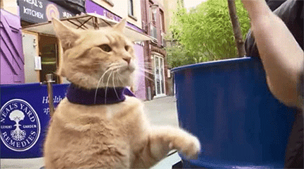 看哭千万人流浪猫鲍勃2一个关于救赎的故事