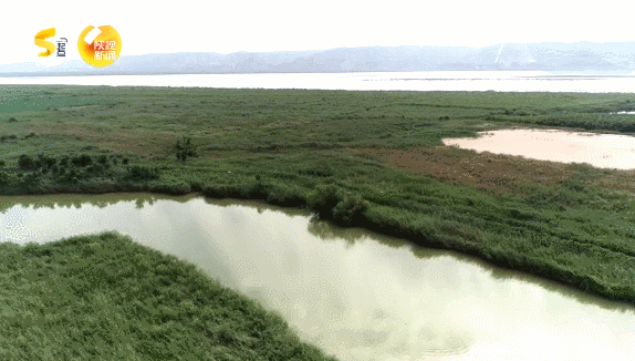 香蒲恢复以后,紧接着恢复芦苇等湿地标志植物,通过几年时间形成沼泽