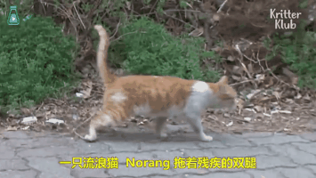 小猫咪注意咯,谈恋爱不要被拍到