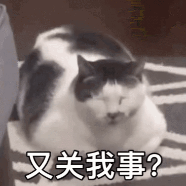 今晚一起睡觉好嘛～丨第175期喵表情