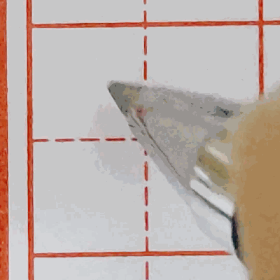 行书硬笔书法手写动态图片欣赏