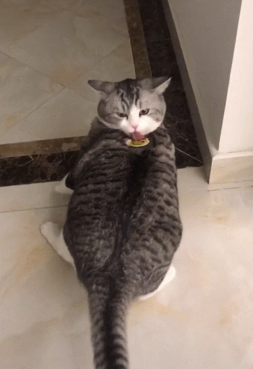 再小的缝都能钻这猫怕不是水做的吧