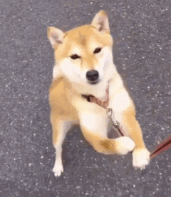 还要带上本柴怎么自己不会回家你这么大个人了我还不想回家别拉了05