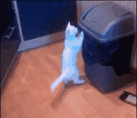 猫咪考后图鉴就是玩儿