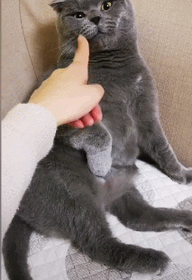 最忠诚的3种猫和最白眼狼的3种猫你家上榜了吗