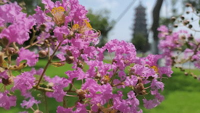 聆听花开的声音来东台西溪温暖的情怀在骄阳下浓情绽放游人成双结对