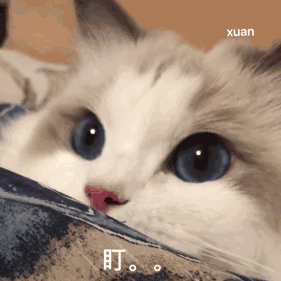 第一种:猫界小仙女