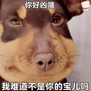 被蜜蜂蛰了的狗狗系列表情包
