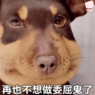 肿脸狗表情包被蜜蜂蛰的狗子可怜无辜委屈丑萌