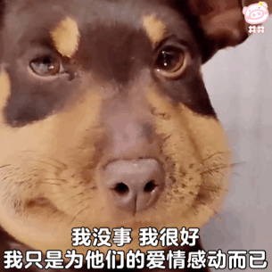 肿脸狗表情包:被蜜蜂蛰的狗子 可怜无辜委屈丑萌