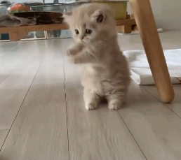 by/ig/sweetmeowss14梦中喵睡梦中的小猫咪也是萌萌哒,不知道会梦见