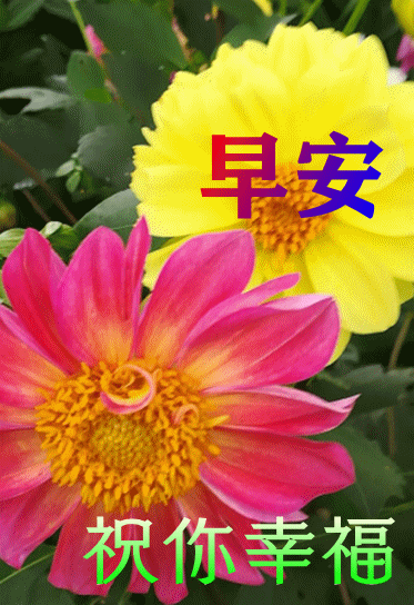 早上好鲜花动画图片带祝福语 2021最美秋日早安问候祝福图片鲜花带字