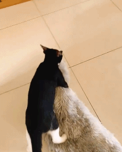 灵魂拷问:那些养奶牛猫的人后悔了吗?