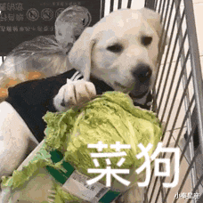 228_228gif 动态图 动图