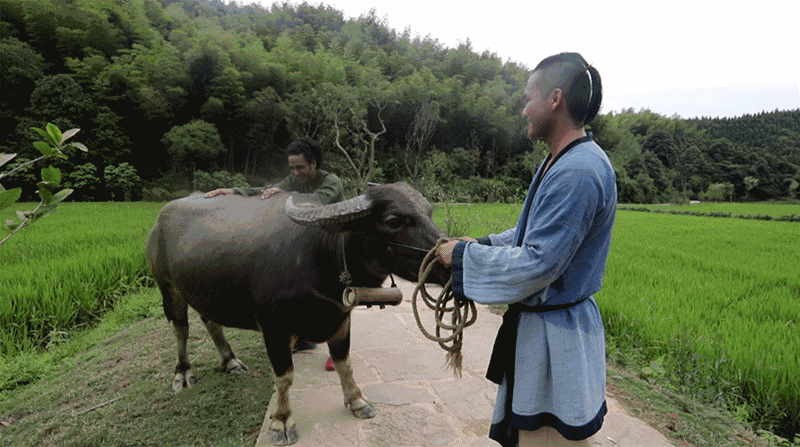 尼泊尔崇拜牛为何又杀牛