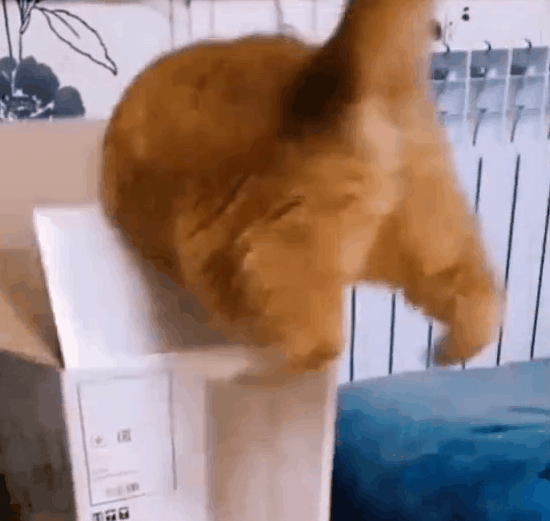 液化失败被卡出大鸡腿…这猫,指腚有点猫病!