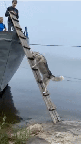 本以为是个废铁,结果是个王者二哈