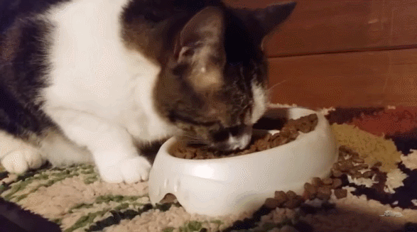 相信很多铲屎官在每天给家里的小猫咪放完粮时,常