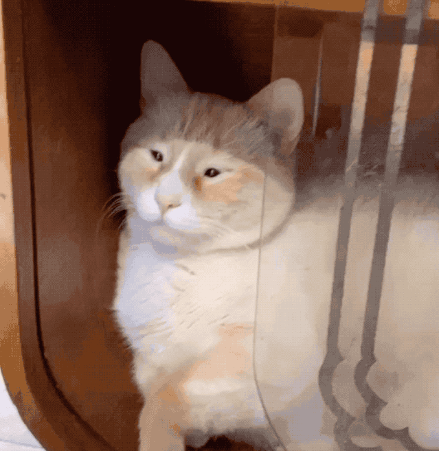 史上最油腻猫咪冲上热搜超过1亿网友直呼我家不缺油了