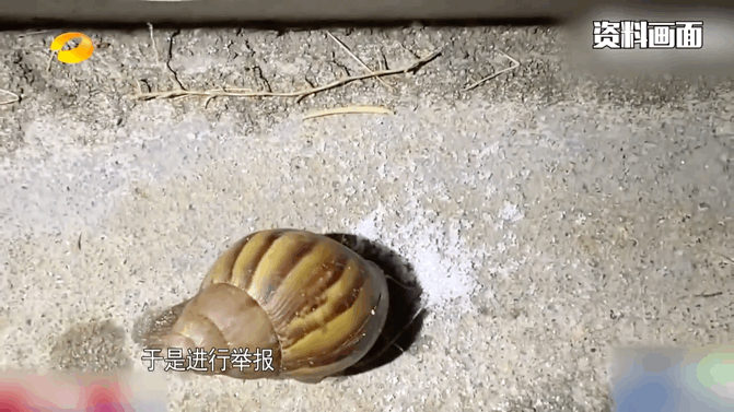 在8月4日的香港街头,一名26岁男子用一包食盐撒在蜗牛的身上,致使蜗牛