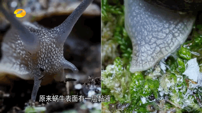 今天我们特意找来了一只人工养殖无毒无害的白玉蜗牛,接下来请看实验.