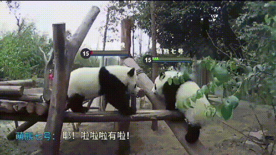 光芒当熊猫也要打王者他们会玩什么英雄