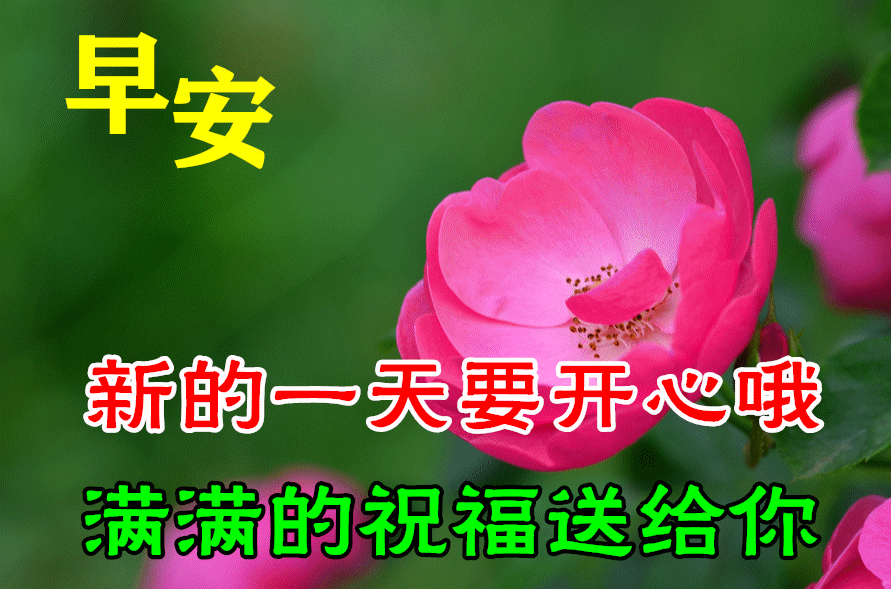 早上好动态表情图片大全,早晨好动图美图大全