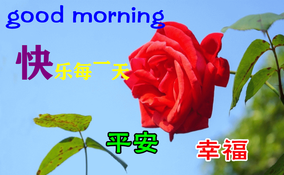 早上好动态表情图片大全,早晨好动图美图大全