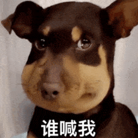 表情|狗狗被蜜蜂蛰了表情包