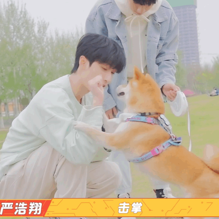 小狗和小猫,还能主动和宋亚轩的"鼠标"逗着玩,只能说严浩翔太厉害了
