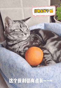 猫的反射弧能有——多——长?看完想给它装个5g网!