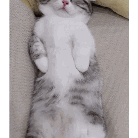 你见过最萌的幼猫是怎样的