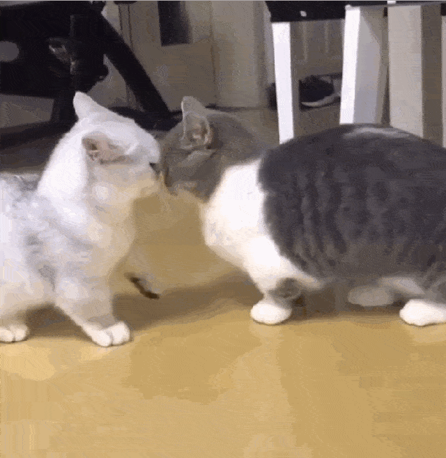 快逃咦?这是嘛啊?嗷呜!猛虎出击有这样的小猫咪,你几点回家呢?