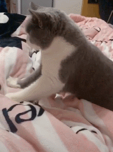 这只猫咪自己一个人睡不着,非要抱着主人的手睡觉,所以就变成了猫咪