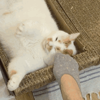 当一个拥有猫薄荷体质的人是什么感觉?网友:就像是行走的大麻