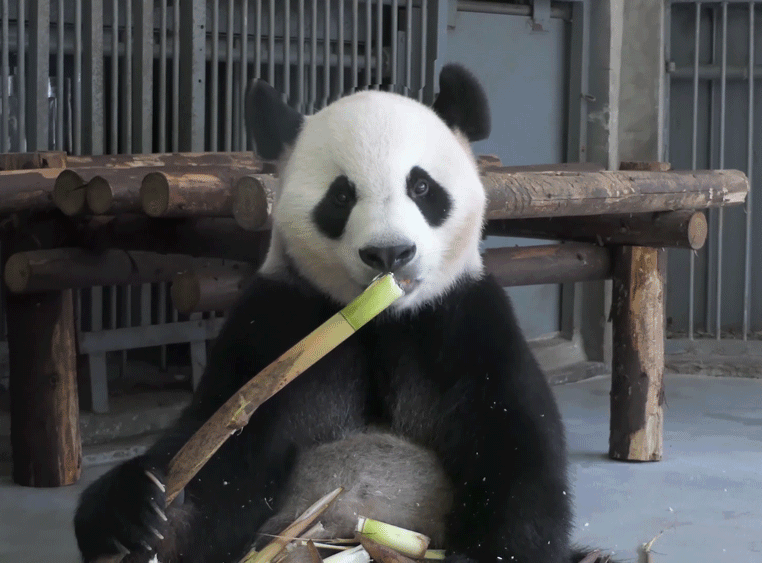 在成都,真的人手一只熊猫